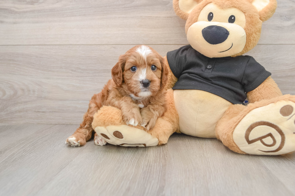 Cavapoo Puppy for Adoption