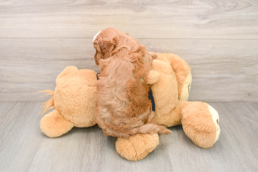 Smart Cavapoo Poodle Mix Pup