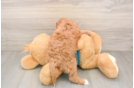 Best Cavapoo Baby