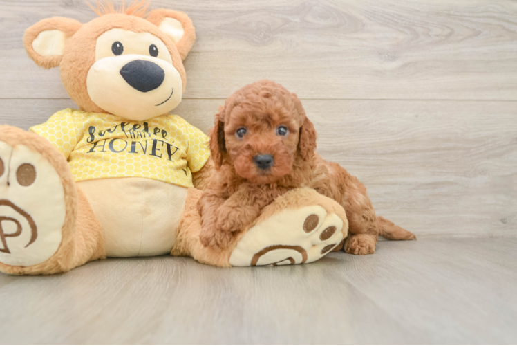 Energetic Cavoodle Poodle Mix Puppy
