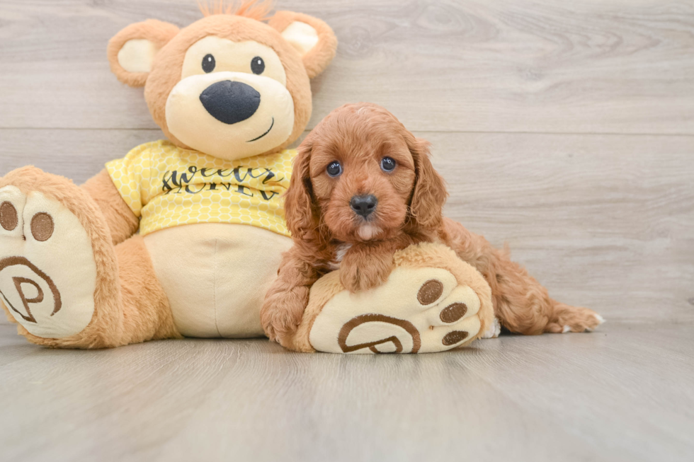 Hypoallergenic Cavadoodle Poodle Mix Puppy
