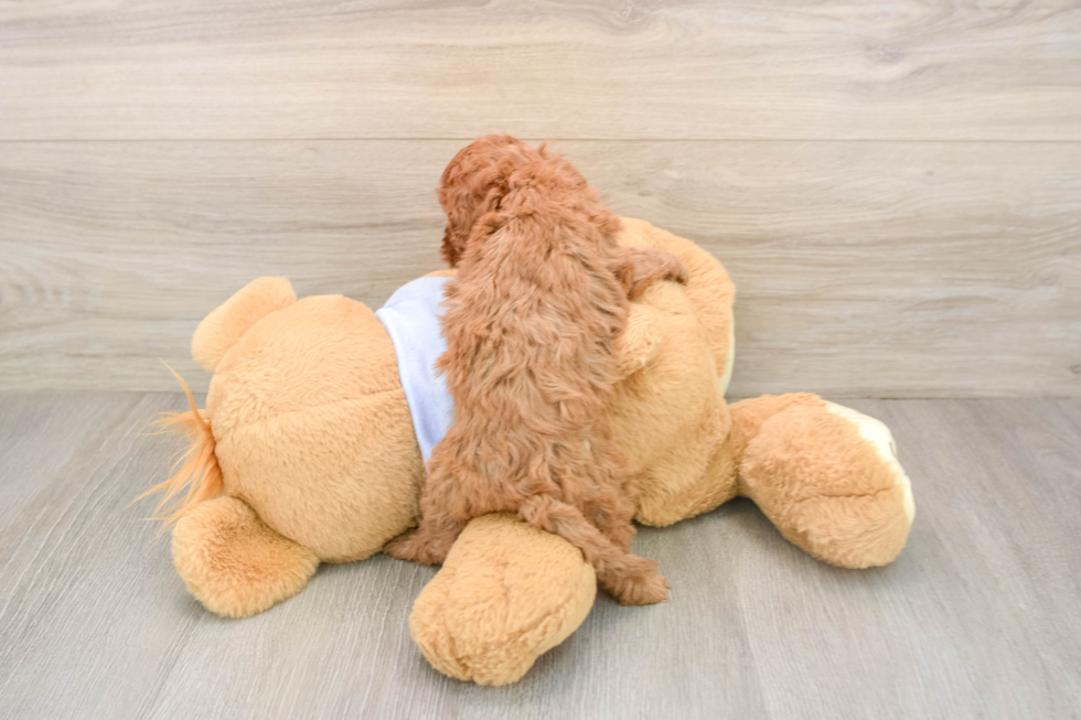 Adorable Cavalier King Charles Spaniel and Poodle Mix Poodle Mix Puppy