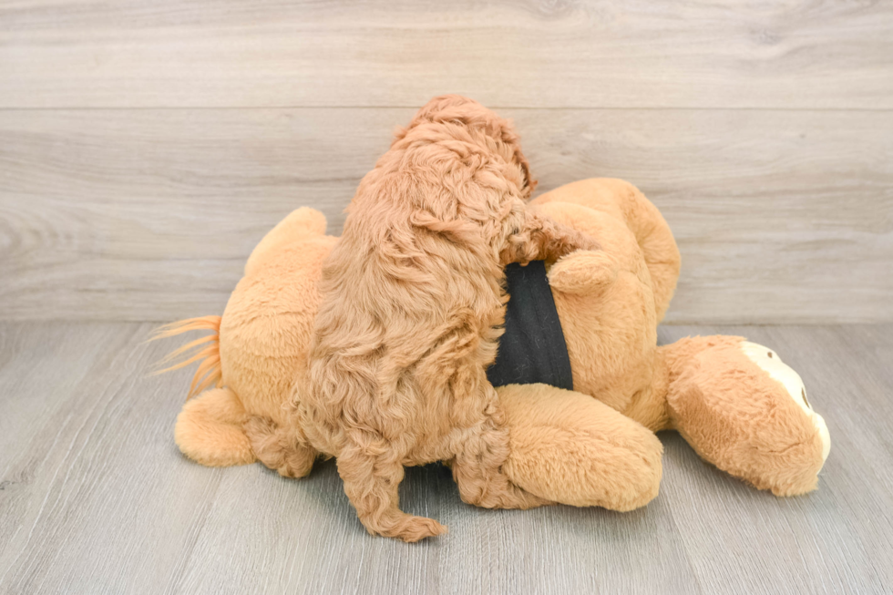 Fluffy Cavapoo Poodle Mix Pup