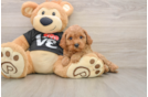 Cavapoo Puppy for Adoption