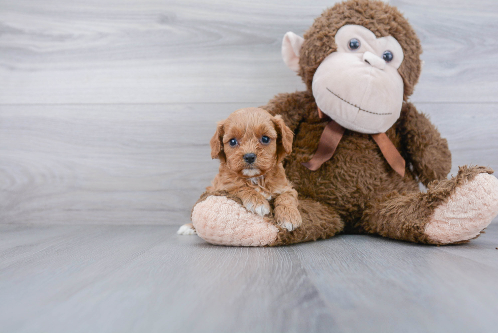 Sweet Cavapoo Baby