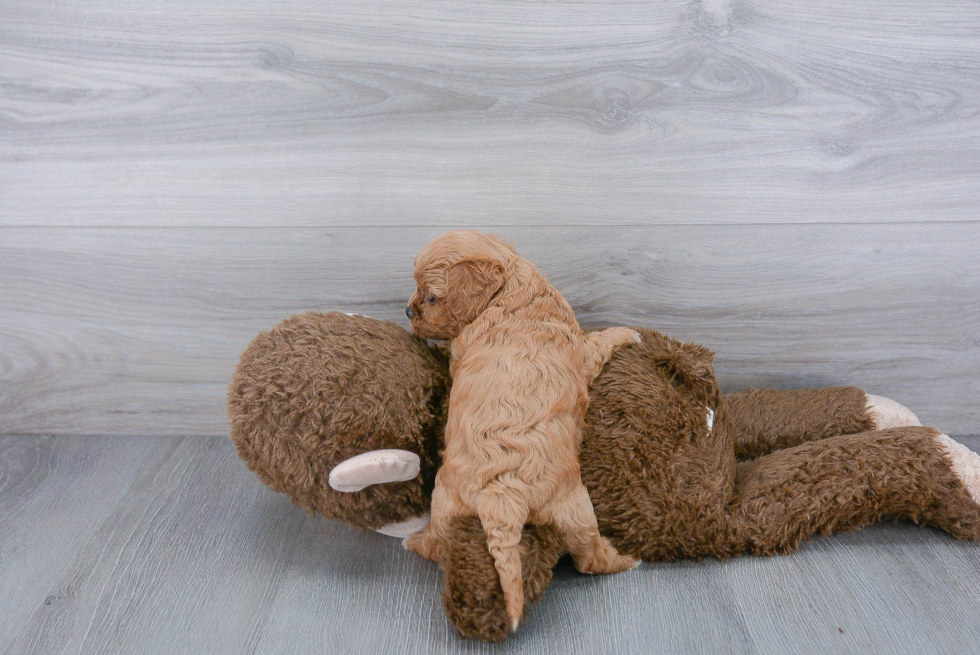 Cavapoo Pup Being Cute