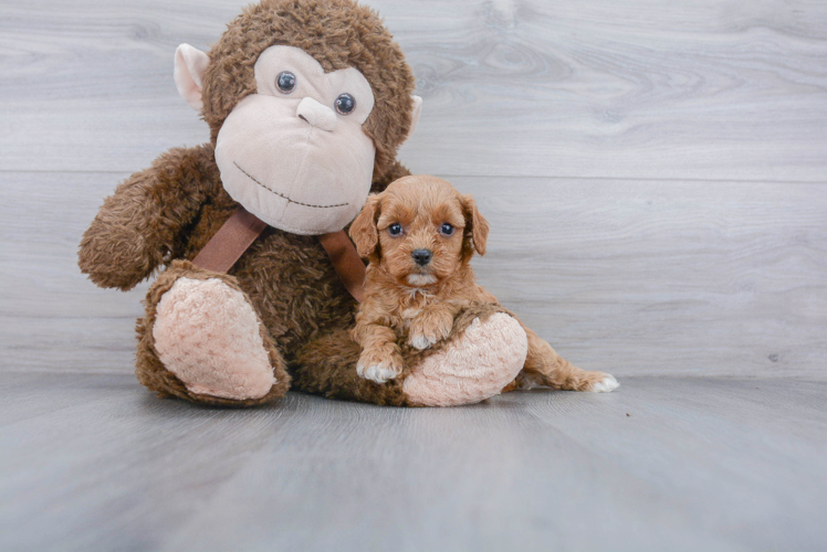 Friendly Cavapoo Baby