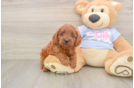 Cute Cavapoo Baby