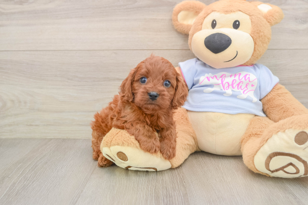 Cute Cavapoo Baby