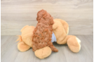 Cavapoo Pup Being Cute