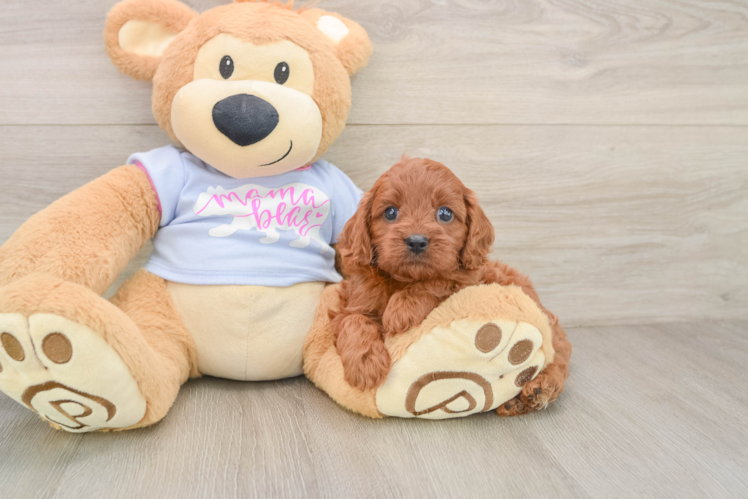 Fluffy Cavapoo Poodle Mix Pup