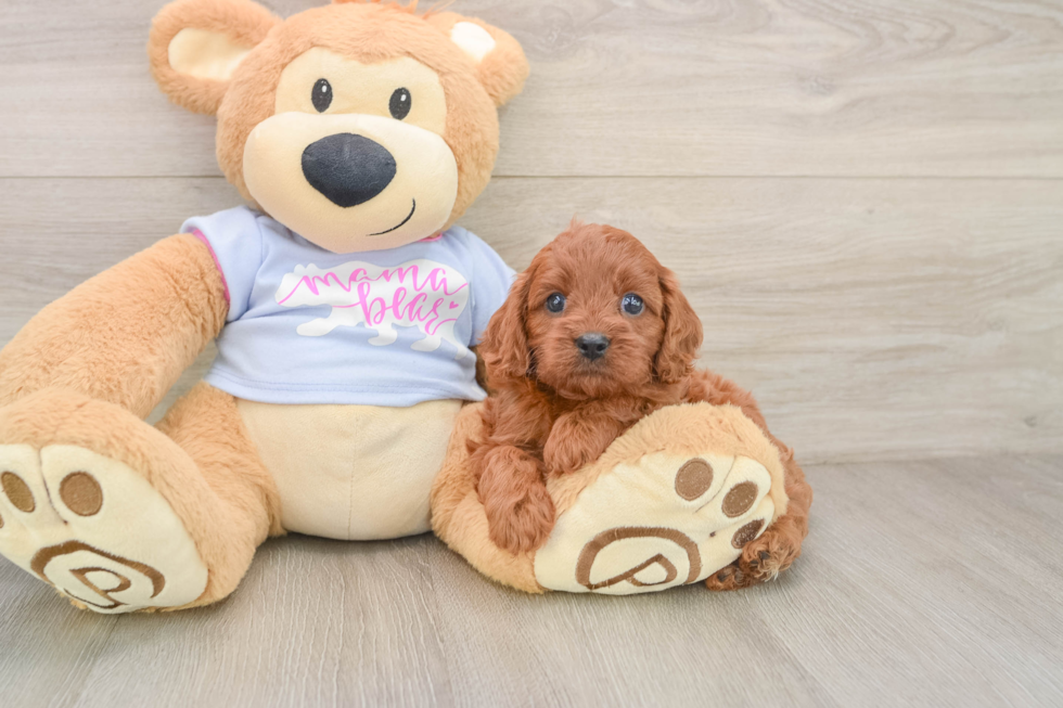 Fluffy Cavapoo Poodle Mix Pup