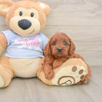 Fluffy Cavapoo Poodle Mix Pup