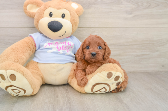 Fluffy Cavapoo Poodle Mix Pup