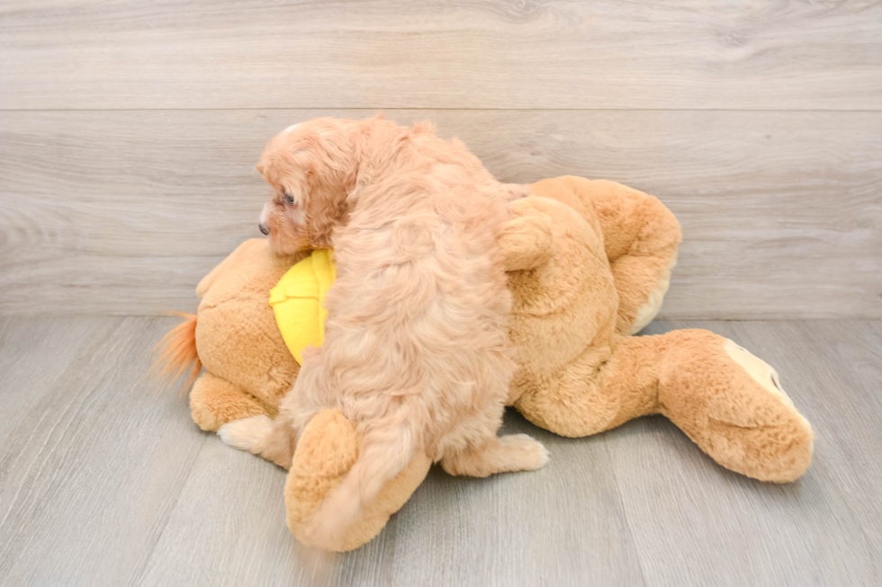 Cavapoo Pup Being Cute
