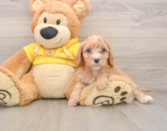 8 week old Cavapoo Puppy For Sale - Premier Pups