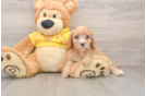 Friendly Cavapoo Baby