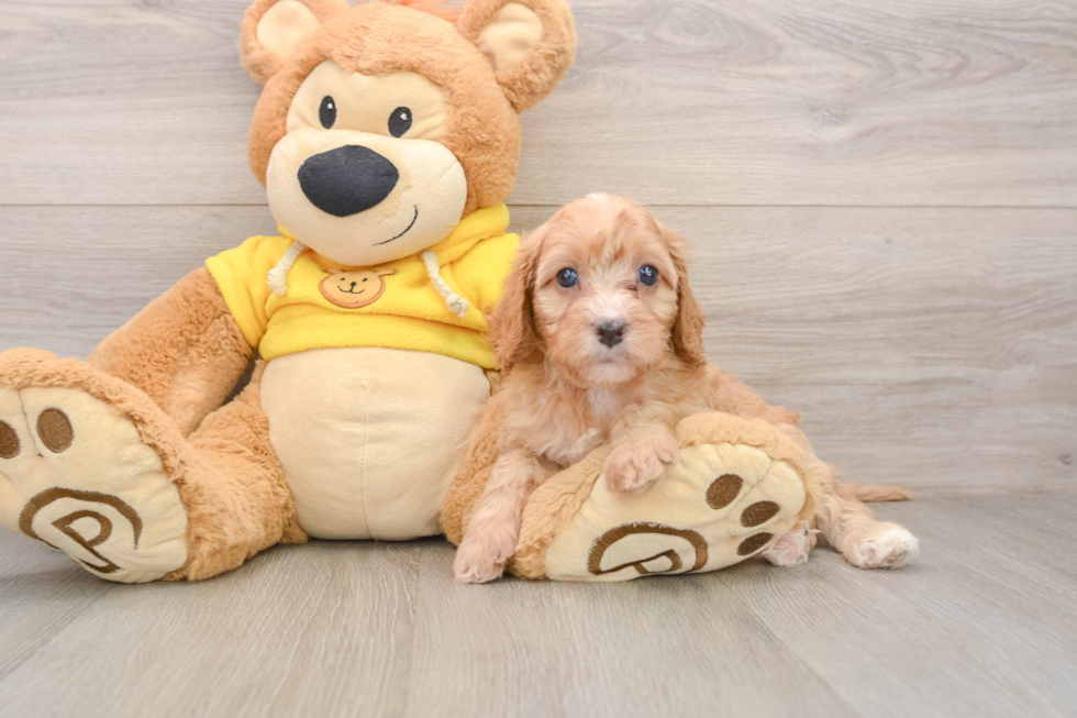 Friendly Cavapoo Baby