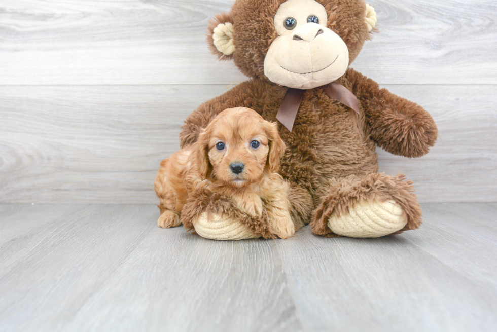 Best Cavapoo Baby