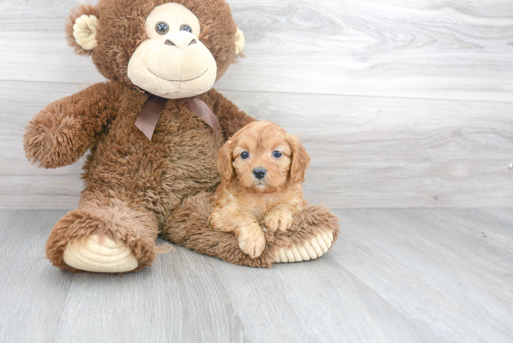 Energetic Cavoodle Poodle Mix Puppy