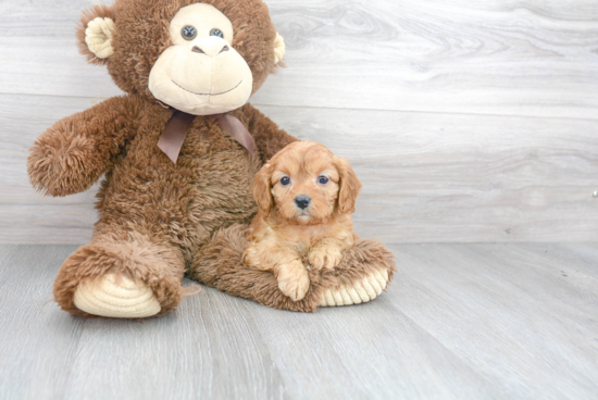 Energetic Cavoodle Poodle Mix Puppy