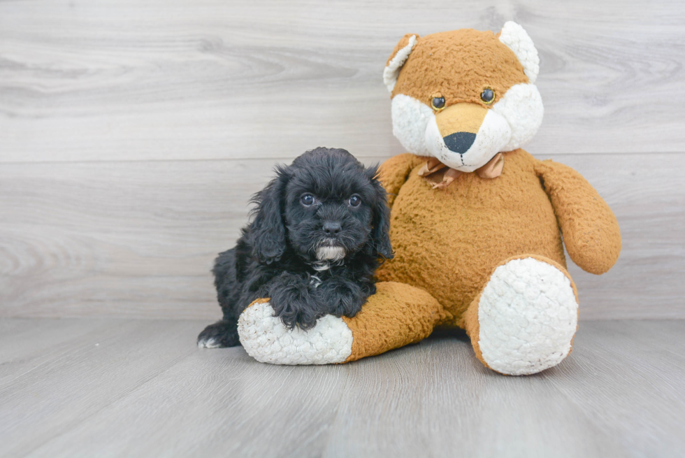 Petite Cavapoo Poodle Mix Pup