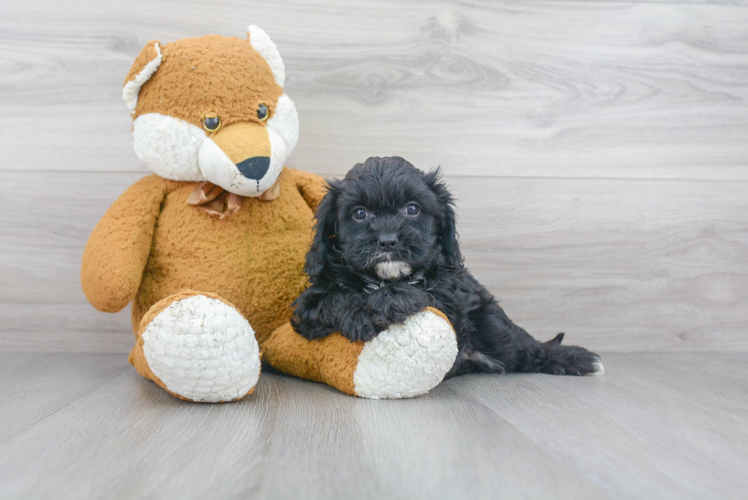 Popular Cavapoo Poodle Mix Pup