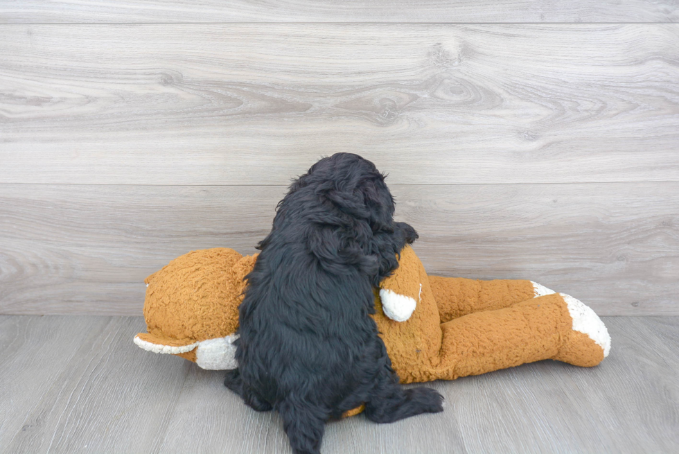 Playful Cavoodle Poodle Mix Puppy