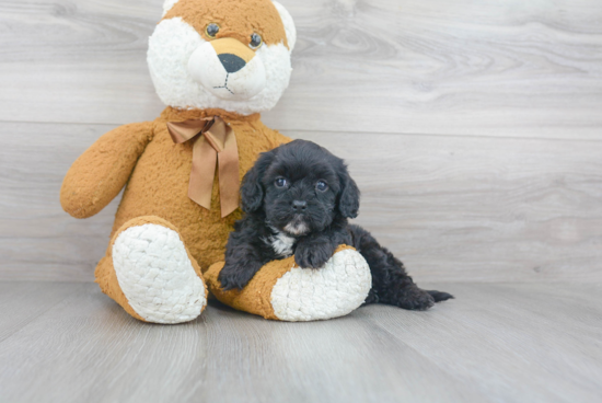 Hypoallergenic Cavoodle Poodle Mix Puppy