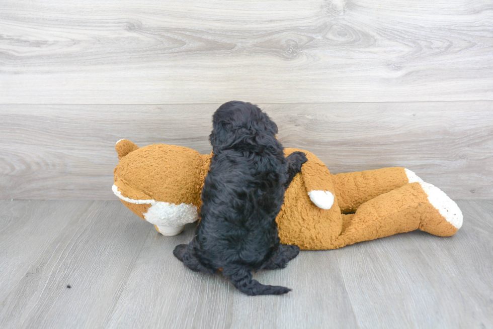 Small Cavapoo Baby