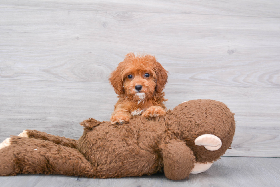 Cavapoo Pup Being Cute