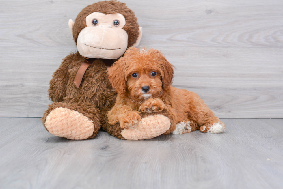 Best Cavapoo Baby