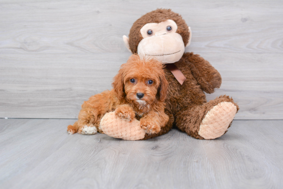 Popular Cavapoo Poodle Mix Pup