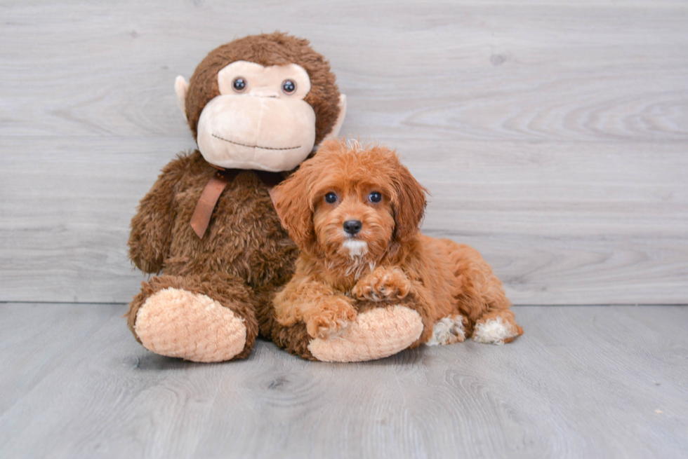 Popular Cavapoo Poodle Mix Pup