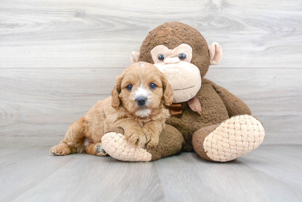 Hypoallergenic Cavoodle Poodle Mix Puppy