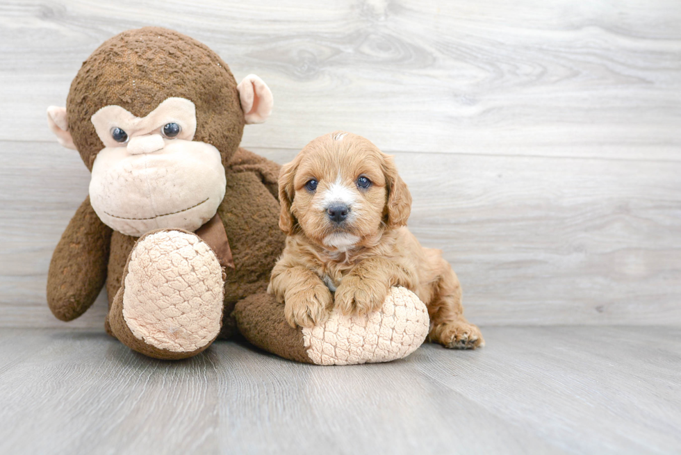 Cavapoo Pup Being Cute