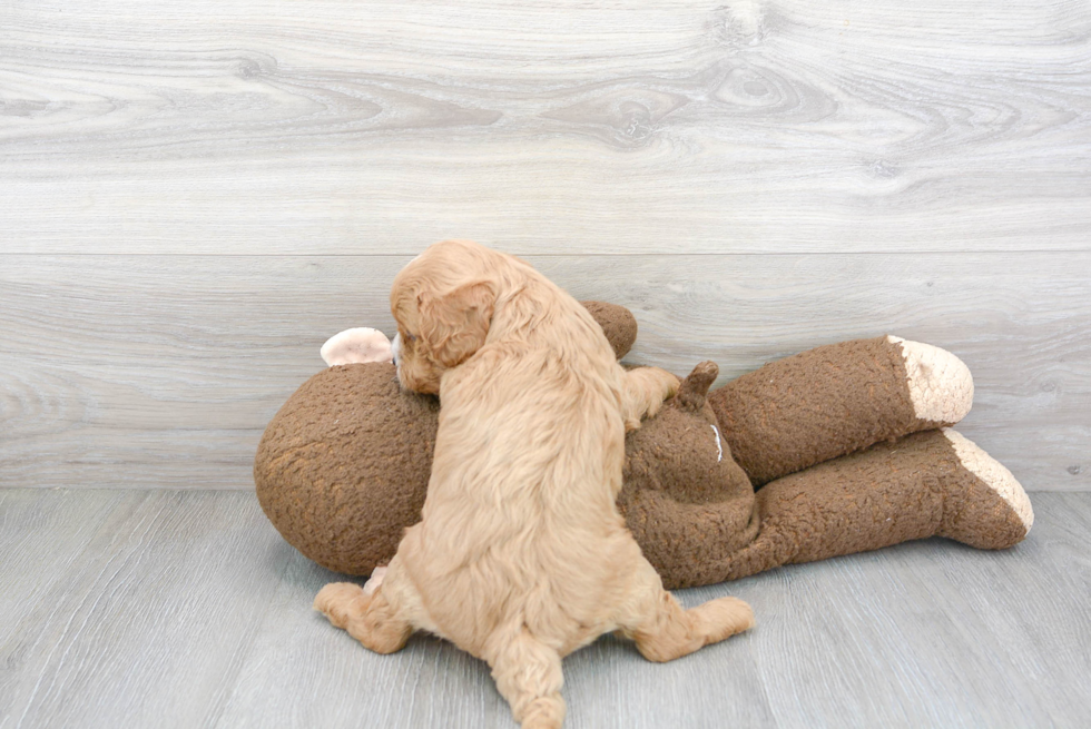 Funny Cavapoo Poodle Mix Pup