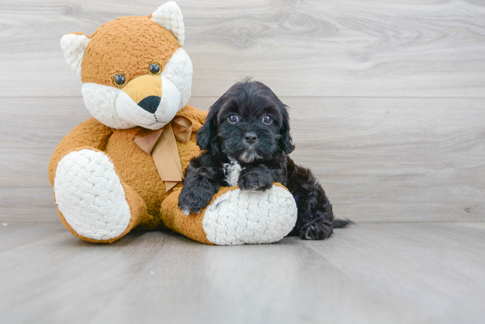 Cavapoo Pup Being Cute