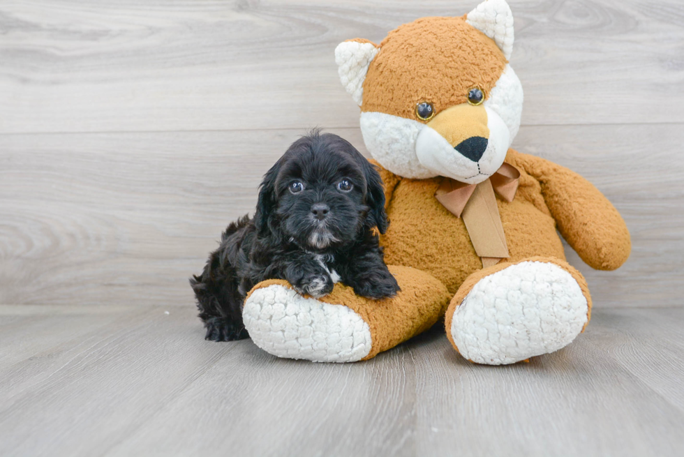 Cavapoo Pup Being Cute