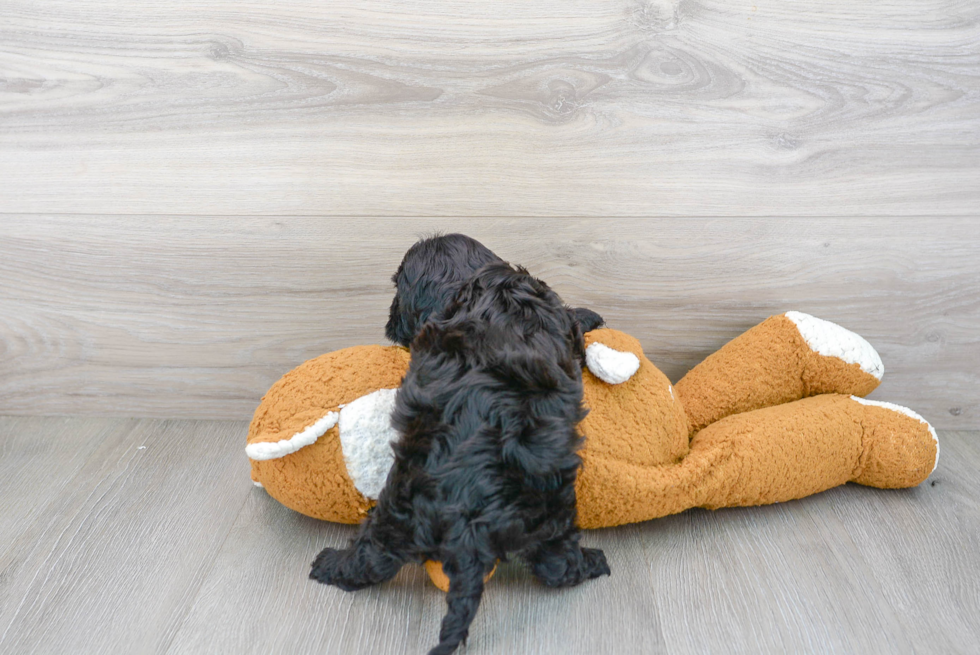 Hypoallergenic Cavoodle Poodle Mix Puppy