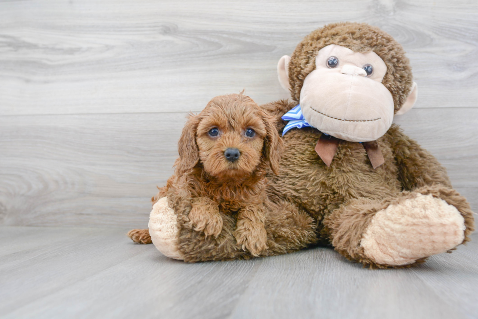 Cavapoo Pup Being Cute