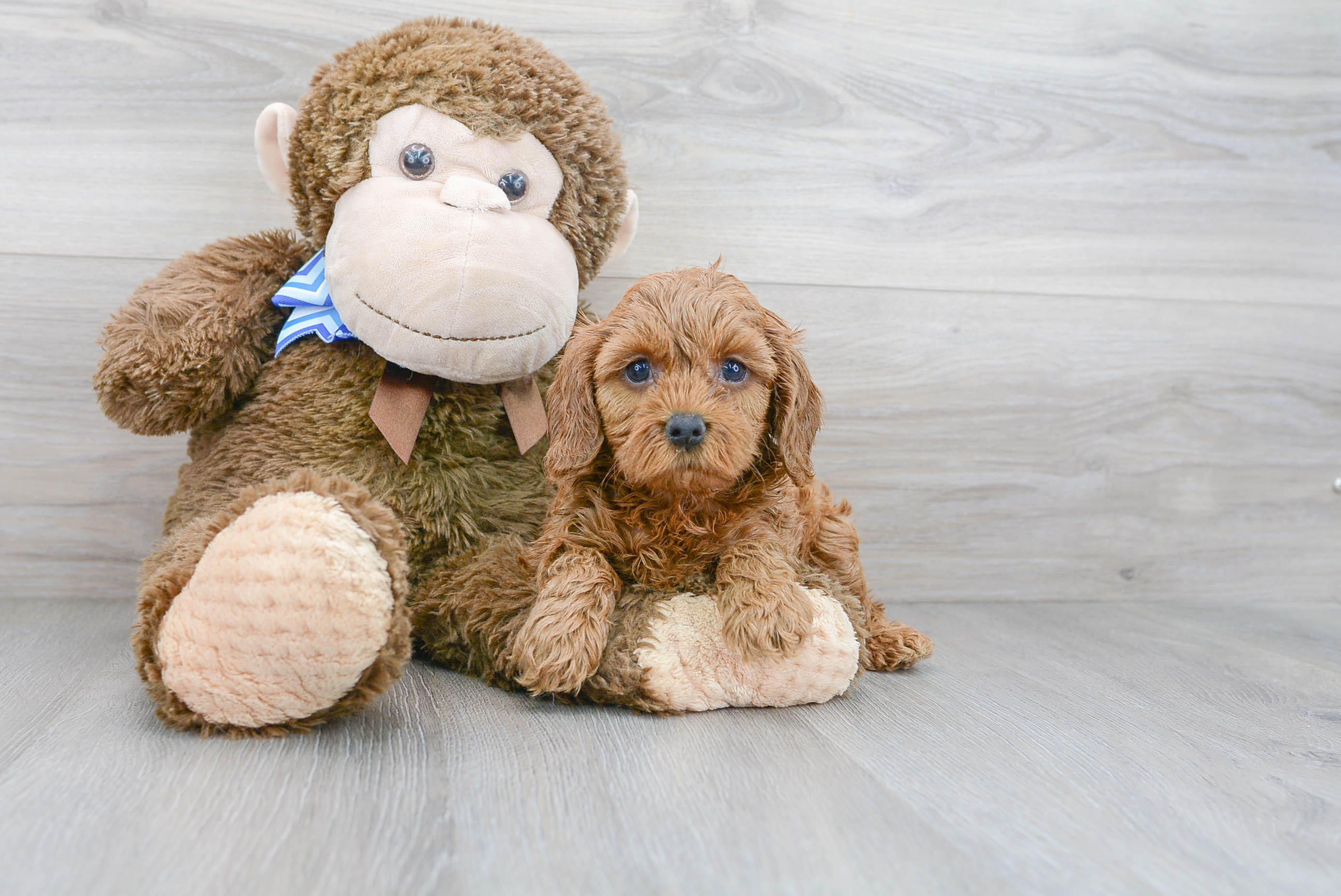 Best Cavapoo Baby