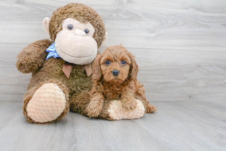 Best Cavapoo Baby