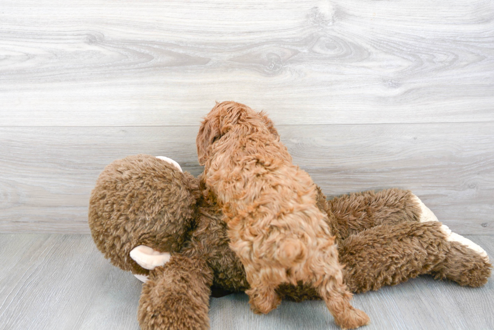 Playful Cavoodle Poodle Mix Puppy