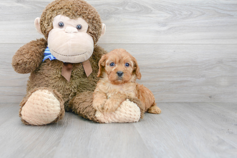 Cavapoo Puppy for Adoption