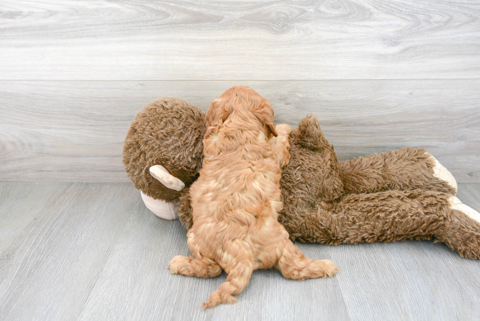 Happy Cavapoo Baby