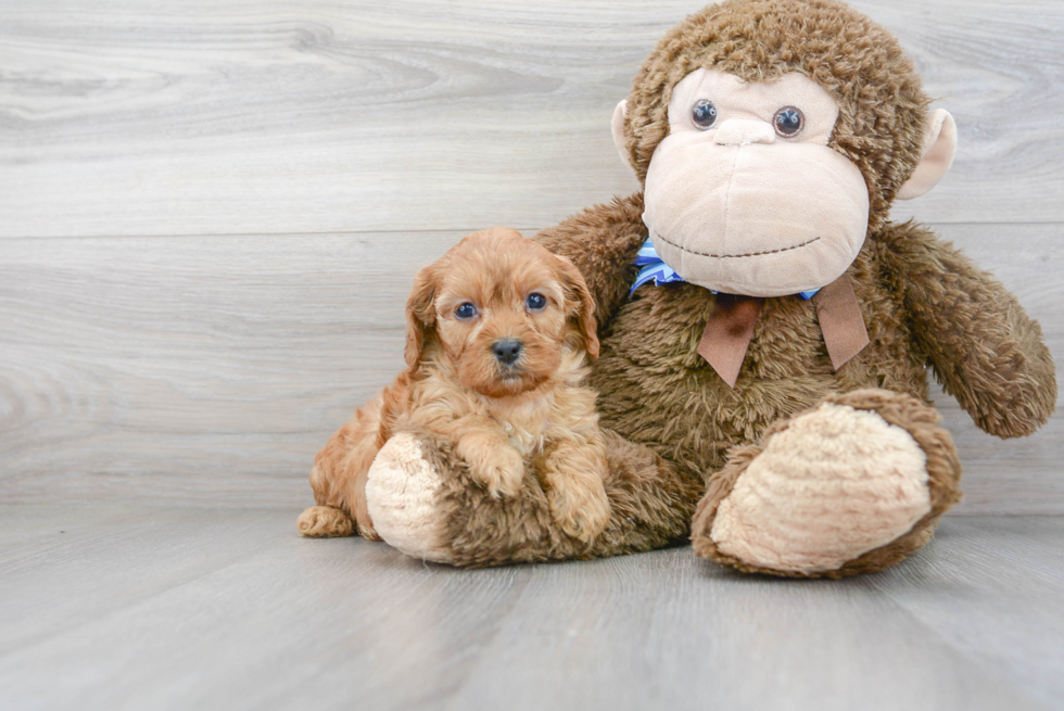 Small Cavapoo Baby