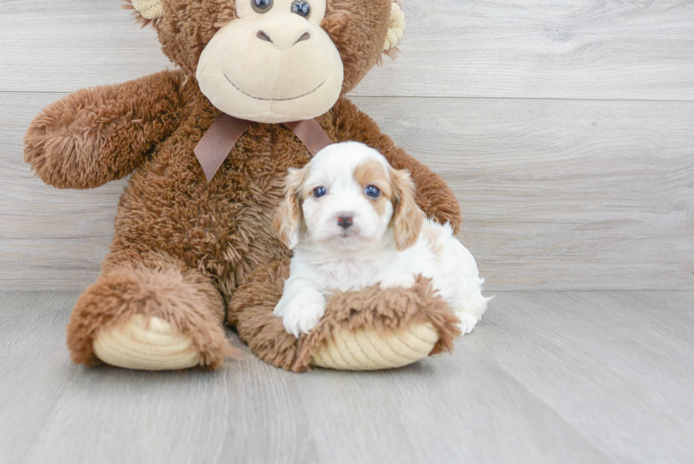 Fluffy Cavapoo Poodle Mix Pup