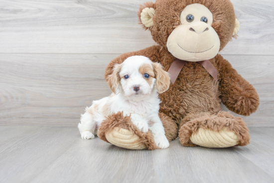 Best Cavapoo Baby