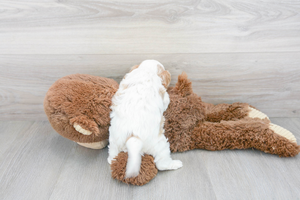 Sweet Cavapoo Baby